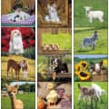 Baby Farm Animals Stapled 2023 Calendar