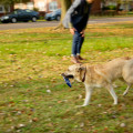 Fetch-It Dog Toy
