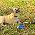 Fetch-It Dog Toy