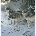 Triumph® Calendars Wildlife Art Calendar