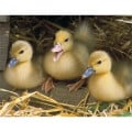 Good Value™ Baby Farm Animals - Stapled Calendar