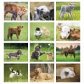 Good Value™ Baby Farm Animals - Stapled Calendar