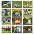 Good Value™ Baby Farm Animals - Stapled Calendar