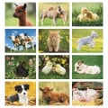 Good Value™ Baby Farm Animals - Stapled Calendar