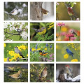 Songbirds Appointment Calendar - Stapled