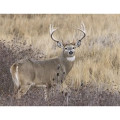Products Wildlife Appointment Calendar - Stapled
