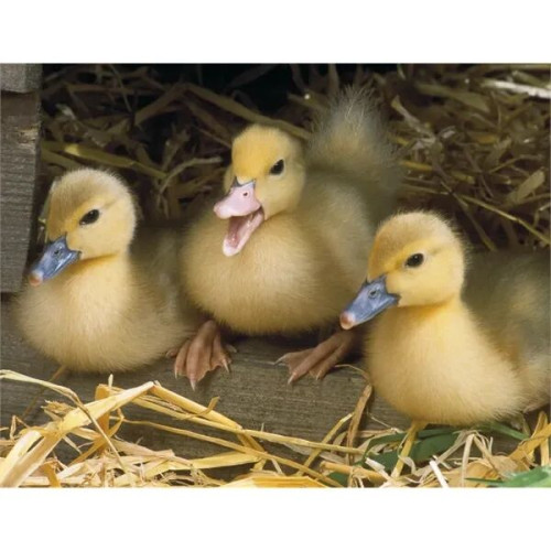 Good Value™ Baby Farm Animals - Stapled Calendar